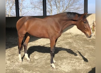 Sella Italiano, Gelding, 4 years, 17 hh, Brown-Light
