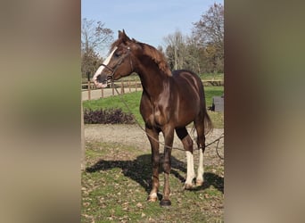 Sella Italiano, Gelding, 4 years, Chestnut-Red
