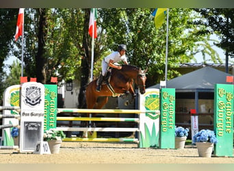 Sella Italiano, Gelding, 5 years, 17.1 hh, Brown