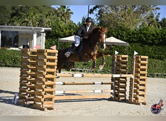 Sella Italiano, Gelding, 7 years, 16.2 hh, Chestnut-Red