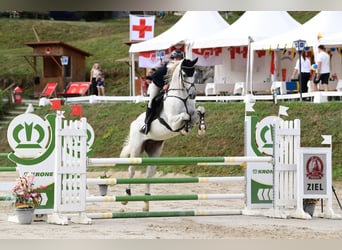 Sella Italiano, Gelding, 7 years, 17 hh, Grey