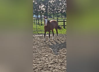 Sella Italiano, Giumenta, 11 Anni, 160 cm, Baio scuro