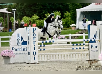 Sella Italiano, Giumenta, 12 Anni, 158 cm, Grigio