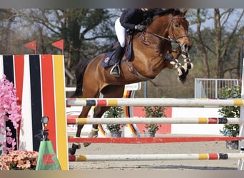 Sella Italiano, Giumenta, 12 Anni, 175 cm, Baio