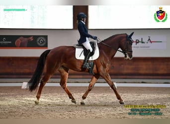 Sella Italiano, Giumenta, 12 Anni, 175 cm, Sauro scuro