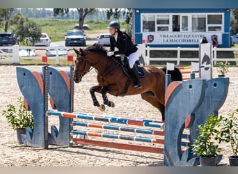 Sella Italiano, Giumenta, 14 Anni, 170 cm, Baio
