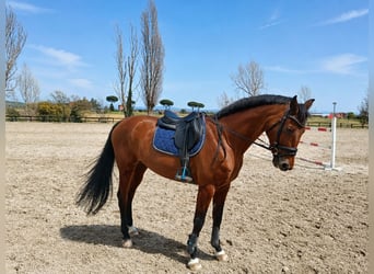 Sella Italiano, Giumenta, 14 Anni, 170 cm, Baio