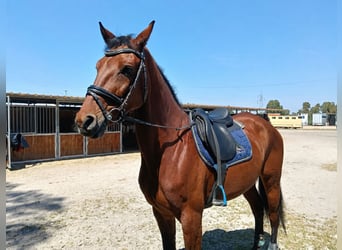 Sella Italiano, Giumenta, 14 Anni, 170 cm, Baio