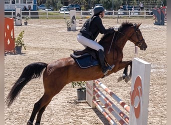 Sella Italiano, Giumenta, 14 Anni, 170 cm, Baio