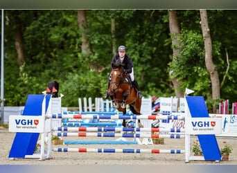 Sella Italiano, Giumenta, 15 Anni, 170 cm, Baio