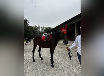 Sella Italiano, Giumenta, 17 Anni, 160 cm, Baio ciliegia