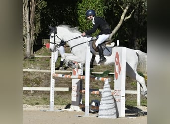 Sella Italiano, Giumenta, 18 Anni, 150 cm, Grigio