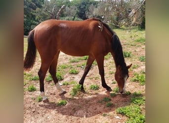 Sella Italiano, Giumenta, 1 Anno, 160 cm, Baio
