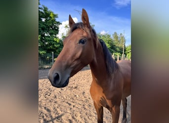 Sella Italiano, Giumenta, 4 Anni, 166 cm, Baio