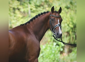 Sella Italiano, Giumenta, 5 Anni, 165 cm, Baio