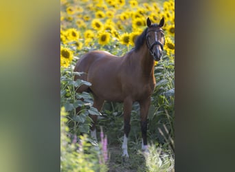 Sella Italiano, Giumenta, 6 Anni, 166 cm, Baio ciliegia