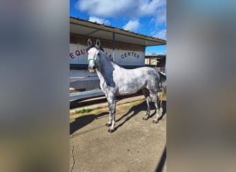 Sella Italiano Mix, Giumenta, 7 Anni, 155 cm, Grigio