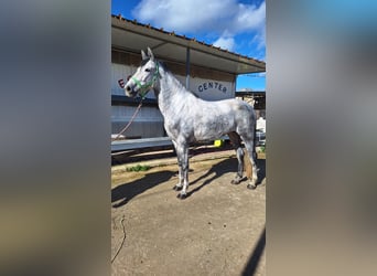 Sella Italiano Mix, Giumenta, 7 Anni, 155 cm, Grigio