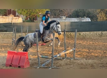 Sella Italiano Mix, Giumenta, 7 Anni, 155 cm, Grigio