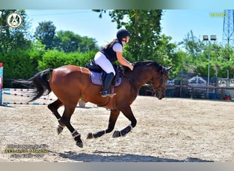 Sella Italiano, Giumenta, 9 Anni, 171 cm, Baio