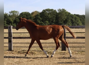Sella Italiano, Hengst, 1 Jaar, Vos