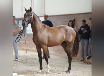 Sella Italiano, Hengst, 2 Jaar, 165 cm, Bruin