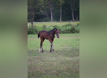Sella Italiano, Hengst, 2 Jaar, Donkerbruin