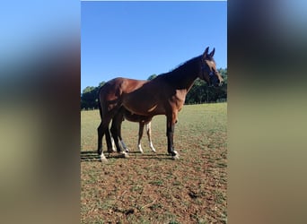 Sella Italiano, Hingst, Föl (02/2024), 120 cm, Brun