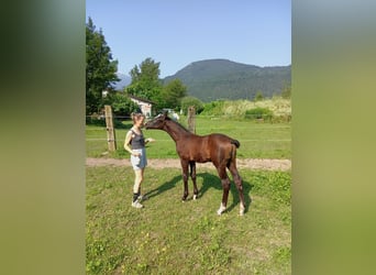 Italienisches Reitpferd, Hengst, Fohlen (05/2024), Brauner