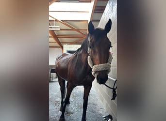 Sella Italiano, Klacz, 12 lat, 175 cm, Gniada
