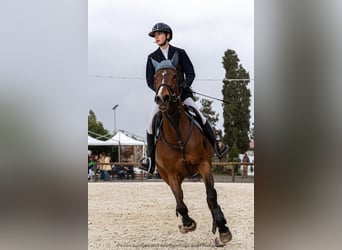 Sella Italiano, Klacz, 13 lat, 165 cm, Gniada