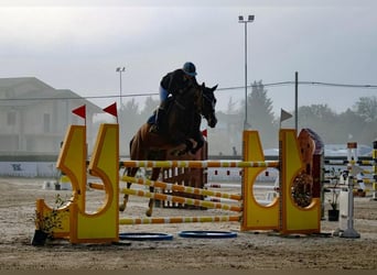 Sella Italiano, Klacz, 15 lat, 170 cm, Gniada