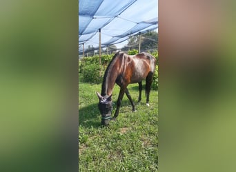 Sella Italiano, Klacz, 18 lat, 175 cm, Gniada
