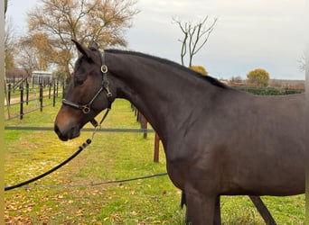 Sella Italiano, Klacz, 5 lat, 167 cm, Gniada