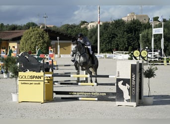 Sella Italiano, Klacz, 6 lat, 170 cm, Siwa