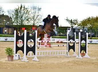 Sella Italiano, Klacz, 8 lat, 165 cm, Gniada