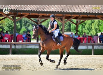 Sella Italiano, Klacz, 9 lat, 171 cm, Gniada