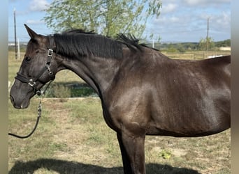 Sella Italiano, Mare, 10 years, 16 hh, Black