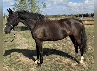 Sella Italiano, Mare, 10 years, 16 hh, Black