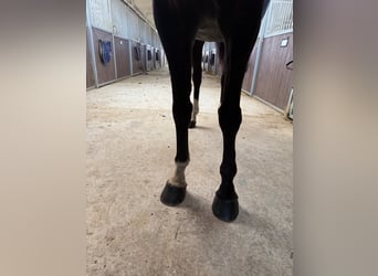 Sella Italiano, Mare, 10 years, 16 hh, Black
