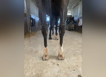 Sella Italiano, Mare, 10 years, 16 hh, Black