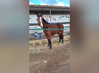 Sella Italiano Mix, Mare, 11 years, 15,2 hh, Bay-Dark