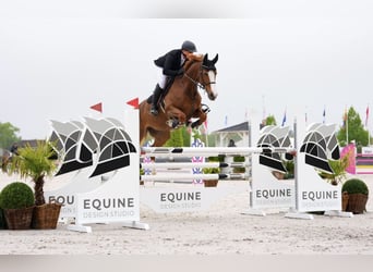 Sella Italiano, Mare, 11 years, 16.1 hh, Chestnut-Red