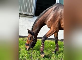 Sella Italiano, Mare, 12 years, 17 hh, Brown