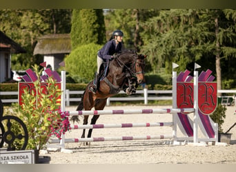 Sella Italiano, Mare, 13 years, 16 hh, Bay-Dark