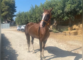 Sella Italiano Mix, Mare, 13 years, 16 hh, Chestnut-Red