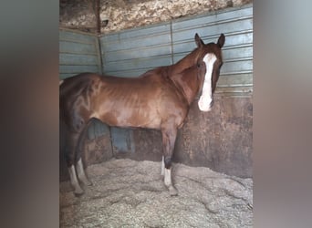 Sella Italiano Mix, Mare, 13 years, 16 hh, Chestnut-Red