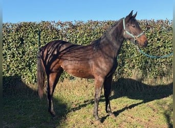 Sella Italiano, Mare, 2 years, 16 hh, Brown
