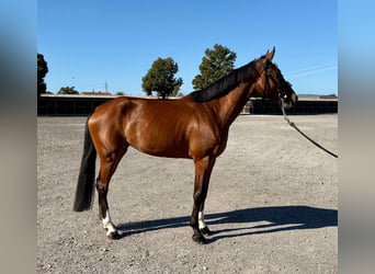 Sella Italiano, Mare, 4 years, 16.1 hh, Brown