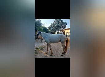 Sella Italiano, Mare, 4 years, 16,1 hh, Gray